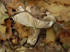 Nigricantinae