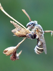 Lipotriches australica