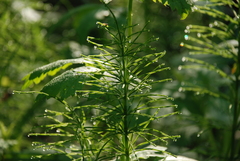 Equisetum