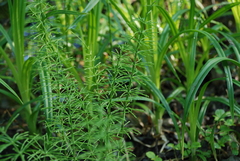 Equisetum