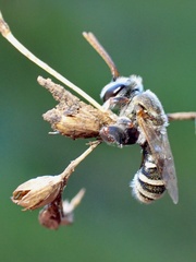 Lipotriches australica