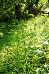 Equisetum