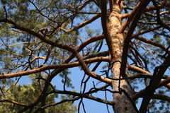 Dendrocopos major