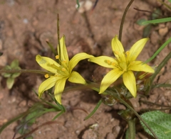 Gagea reverchonii