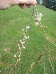 Eucalyptus viridis