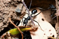 Rhytidoponera punctiventris