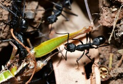 Rhytidoponera punctiventris