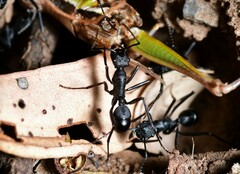 Rhytidoponera punctiventris