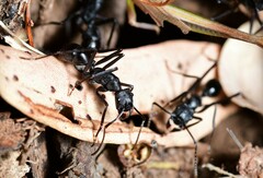 Rhytidoponera punctiventris