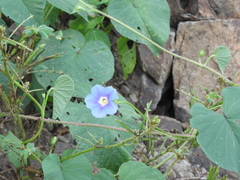 Ipomoea parasitica