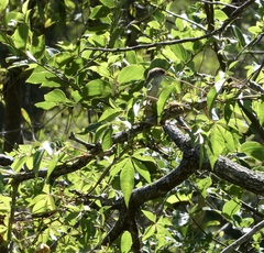 Malurus