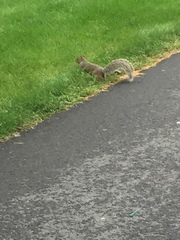 Sciurus carolinensis