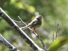 Malurus