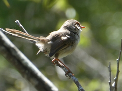 Malurus