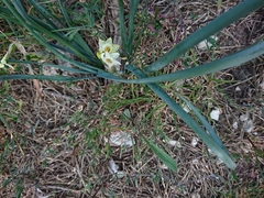 Narcissus dubius