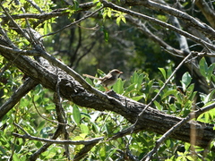 Malurus