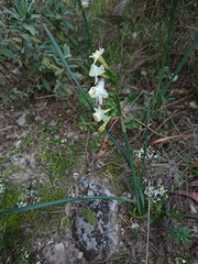 Narcissus dubius