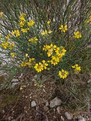 Coronilla juncea