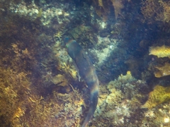 Olisthops cyanomelas