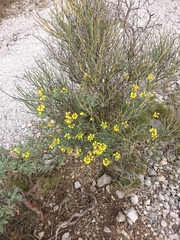 Coronilla juncea