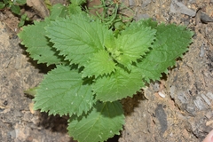 Scrophularia arguta