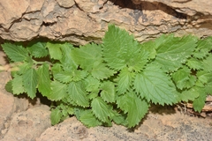 Scrophularia arguta