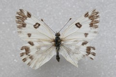 Pontia chloridice