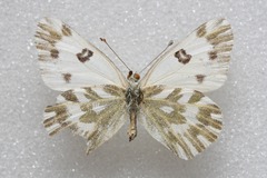 Pontia chloridice