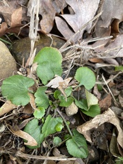 Ranunculus abortivus