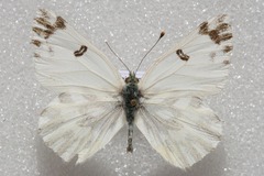Pontia chloridice