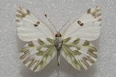 Pontia chloridice