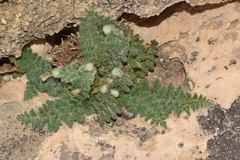 Cosentinia vellea