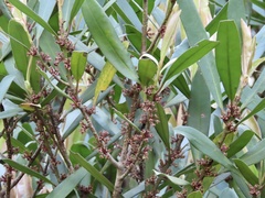 Myrsine seguinii
