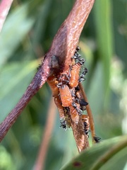 Eurymeloides pulchra