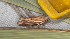 Meyrickella torquesauria