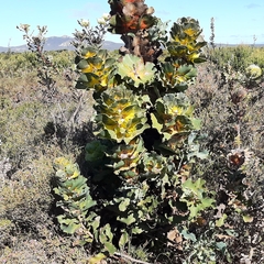 Hakea victoria