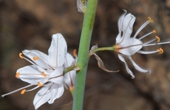 Asphodelus macrocarpus