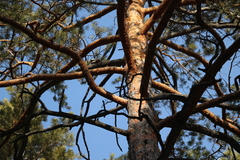 Dendrocopos major