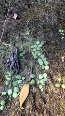 Lemmaphyllum microphyllum