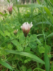 Trifolium clypeatum
