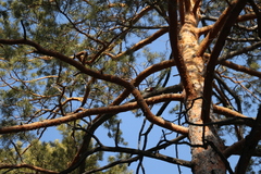 Dendrocopos major