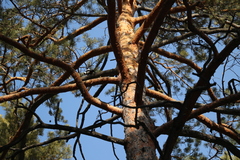 Dendrocopos major