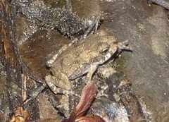 Rhinella horribilis