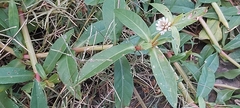 Alternanthera philoxeroides