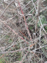 Bassia prostrata