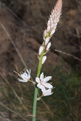 Asphodelus macrocarpus