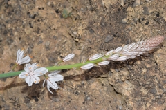 Asphodelus macrocarpus