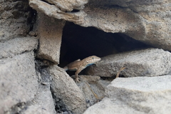 Uta stansburiana uniformis