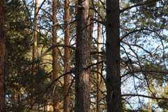 Dendrocopos major