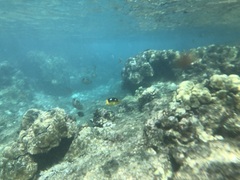 Chaetodon quadrimaculatus